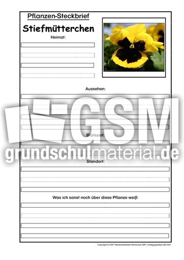 Pflanzensteckbrief-Stiefmütterchen.pdf